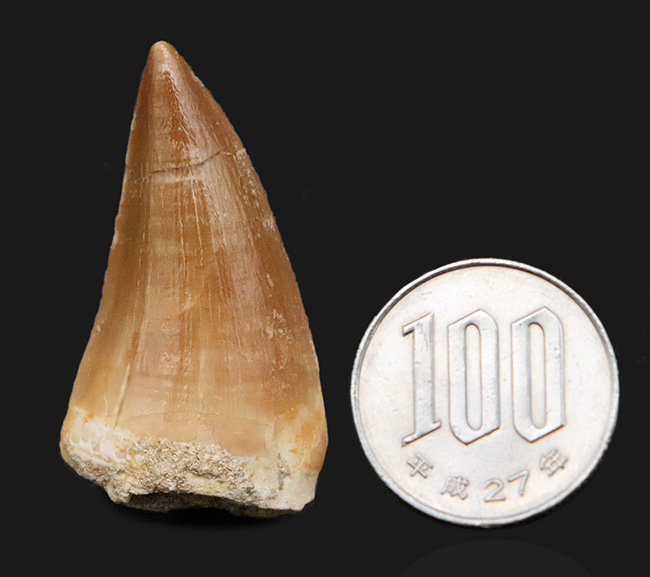 迫力と、極めて上質な保存状態を兼ね備えた、コレクショングレードのモササウルス（Mosasaurus）の歯化石（その9）