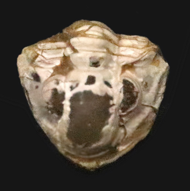 三葉虫最後の生き残り、ペルム紀の希少種。米国産ディトモピゲ（Ditomopyge decurtata）……強力な捕食者から身を守る「エンロール（防御姿勢）」を維持（その1）