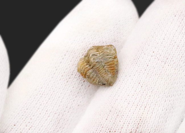 三葉虫最後の生き残り、ペルム紀の希少種。米国産ディトモピゲ（Ditomopyge decurtata）……強力な捕食者から身を守る「エンロール（防御姿勢）」を維持（その2）