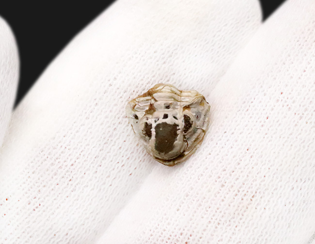 三葉虫最後の生き残り、ペルム紀の希少種。米国産ディトモピゲ（Ditomopyge decurtata）……強力な捕食者から身を守る「エンロール（防御姿勢）」を維持（その3）
