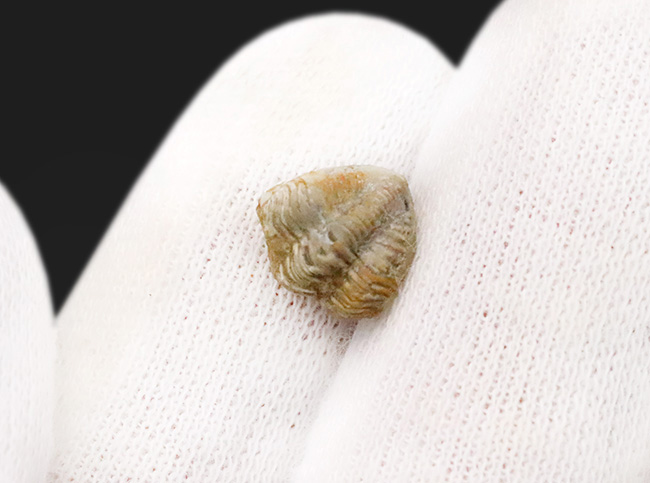 三葉虫最後の生き残り、ペルム紀の希少種。米国産ディトモピゲ（Ditomopyge decurtata）……強力な捕食者から身を守る「エンロール（防御姿勢）」を維持（その4）