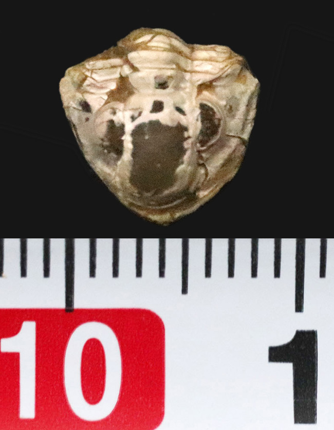 三葉虫最後の生き残り、ペルム紀の希少種。米国産ディトモピゲ（Ditomopyge decurtata）……強力な捕食者から身を守る「エンロール（防御姿勢）」を維持（その5）