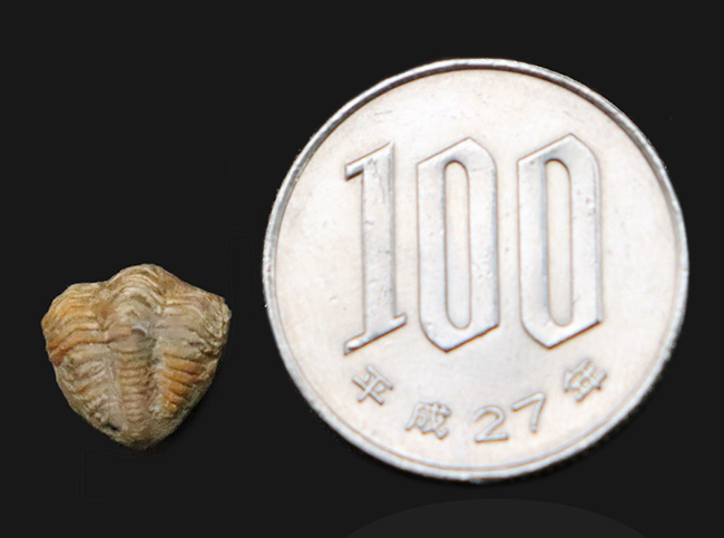 三葉虫最後の生き残り、ペルム紀の希少種。米国産ディトモピゲ（Ditomopyge decurtata）……強力な捕食者から身を守る「エンロール（防御姿勢）」を維持（その6）