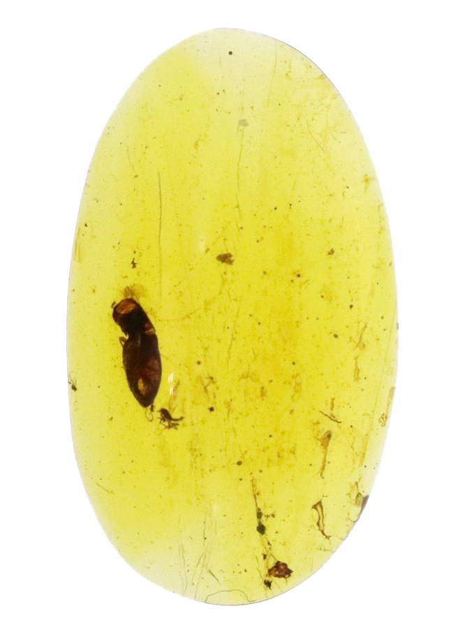 琥珀の中に残る一瞬のドラマ！大小の虫を内包したミャンマー産琥珀、バーマイト（Burmite）（その2）