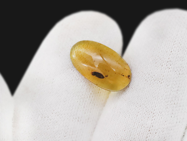 琥珀の中に残る一瞬のドラマ！大小の虫を内包したミャンマー産琥珀、バーマイト（Burmite）（その4）
