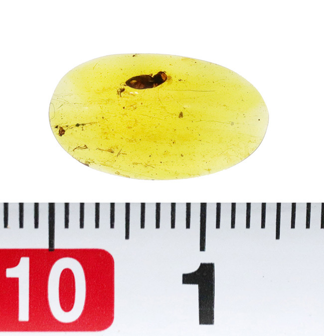 琥珀の中に残る一瞬のドラマ！大小の虫を内包したミャンマー産琥珀、バーマイト（Burmite）（その6）