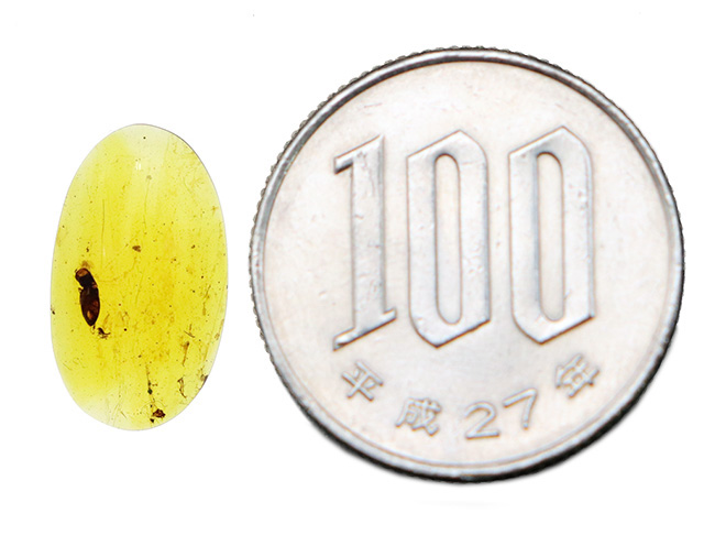 琥珀の中に残る一瞬のドラマ！大小の虫を内包したミャンマー産琥珀、バーマイト（Burmite）（その7）