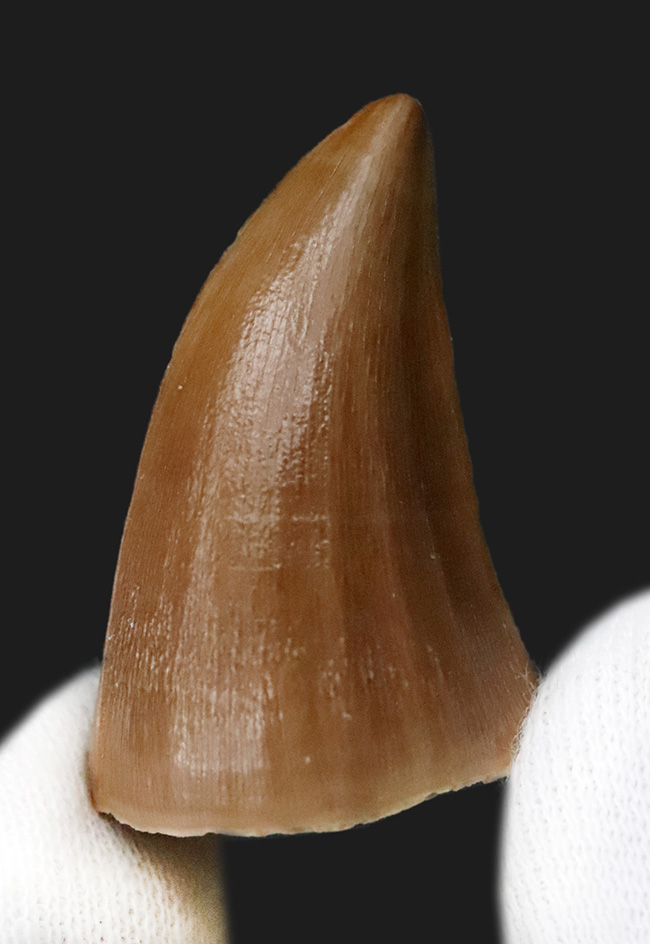 Kaseki7 Smart Finder ｜ 化石販売の化石セブン