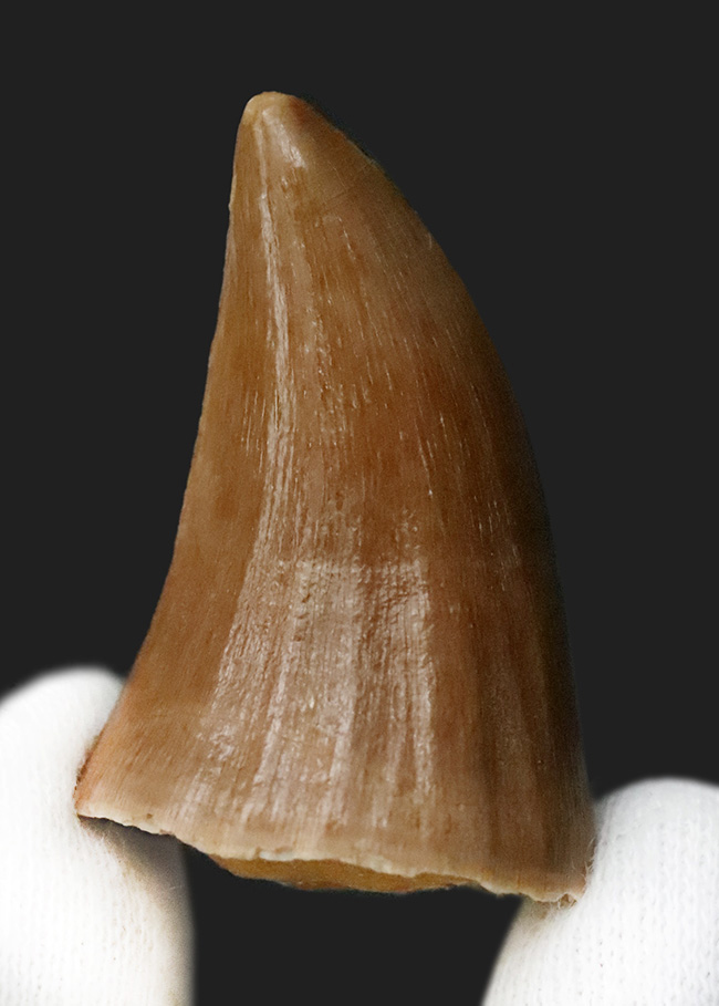 美品！穏やかなカーブと艶やかなエナメルが印象的な、保存状態良好のモササウルス（Mosasaurus）歯化石（その3）