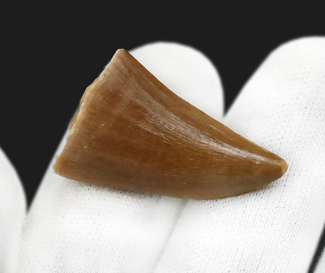 美品！穏やかなカーブと艶やかなエナメルが印象的な、保存状態良好のモササウルス（Mosasaurus）歯化石（その4）