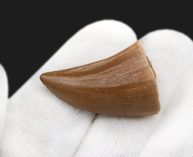 美品！穏やかなカーブと艶やかなエナメルが印象的な、保存状態良好のモササウルス（Mosasaurus）歯化石（その5）