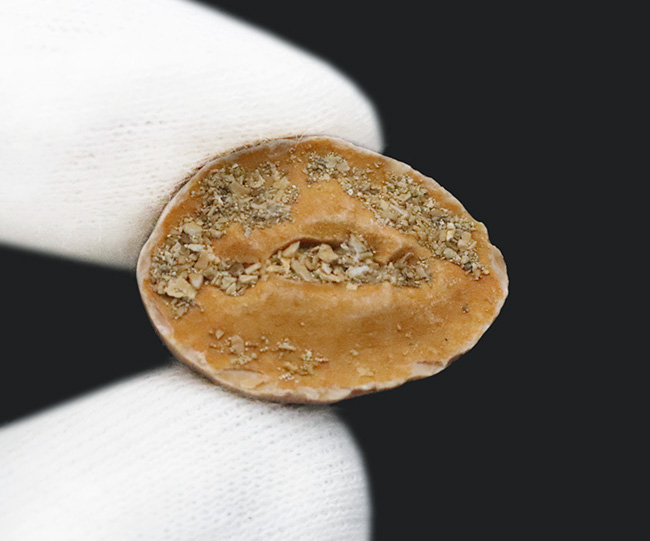 美品！穏やかなカーブと艶やかなエナメルが印象的な、保存状態良好のモササウルス（Mosasaurus）歯化石（その6）