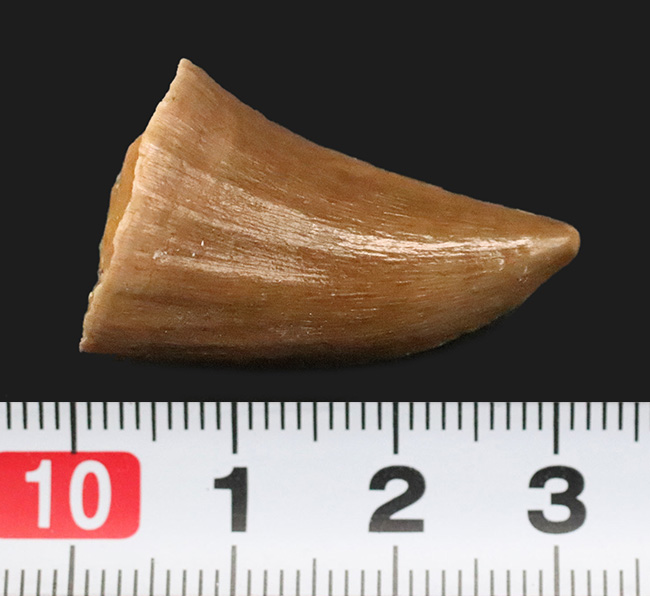 美品！穏やかなカーブと艶やかなエナメルが印象的な、保存状態良好のモササウルス（Mosasaurus）歯化石（その7）