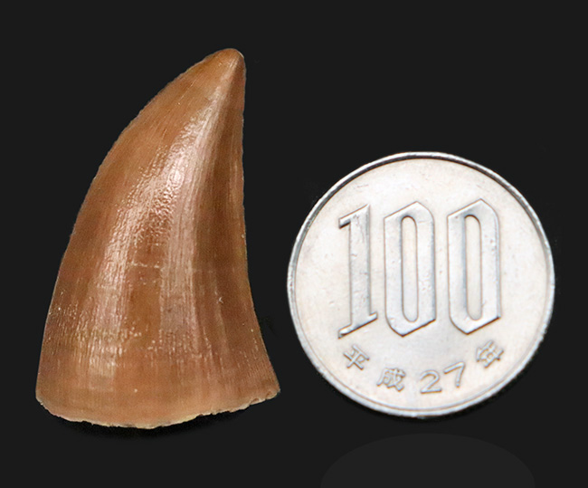 美品！穏やかなカーブと艶やかなエナメルが印象的な、保存状態良好のモササウルス（Mosasaurus）歯化石（その8）