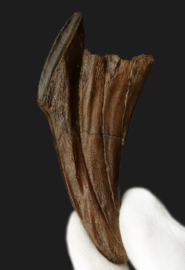 「えっこれ何？」と一瞬、脳内がバグる形状！これこそスーパーレア、エドモントサウルス（Edmontosaurus）の歯根部分が残ったデンタルバッテリー付き歯化石（その1）