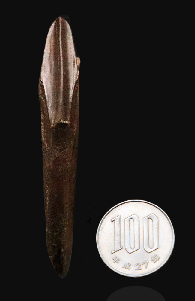 「えっこれ何？」と一瞬、脳内がバグる形状！これこそスーパーレア、エドモントサウルス（Edmontosaurus）の歯根部分が残ったデンタルバッテリー付き歯化石（その10）