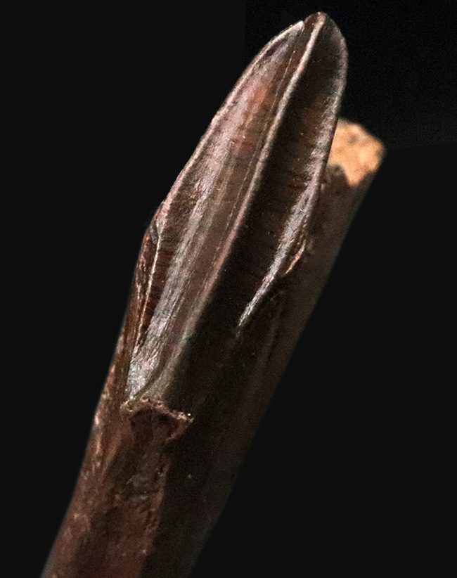 「えっこれ何？」と一瞬、脳内がバグる形状！これこそスーパーレア、エドモントサウルス（Edmontosaurus）の歯根部分が残ったデンタルバッテリー付き歯化石（その2）