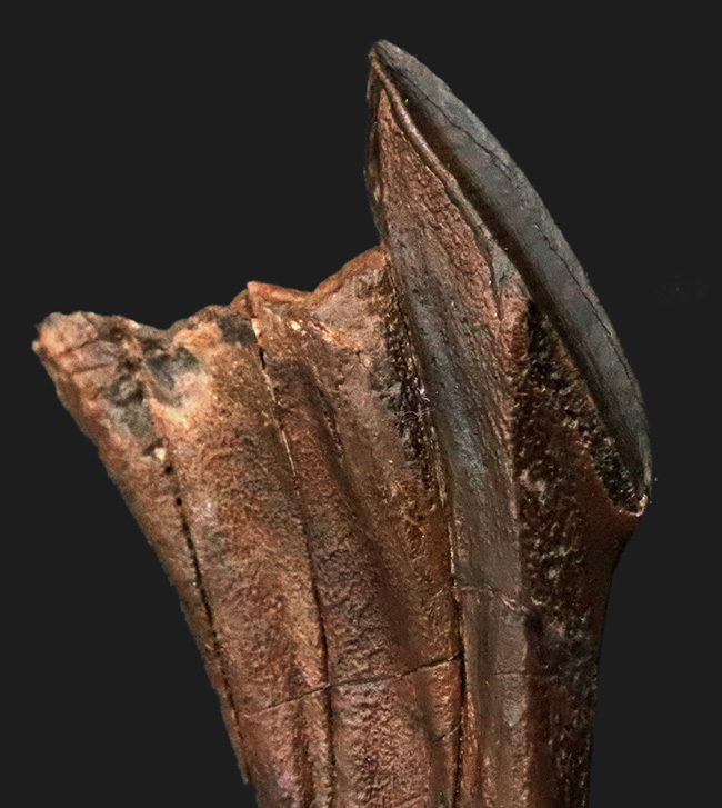 「えっこれ何？」と一瞬、脳内がバグる形状！これこそスーパーレア、エドモントサウルス（Edmontosaurus）の歯根部分が残ったデンタルバッテリー付き歯化石（その3）