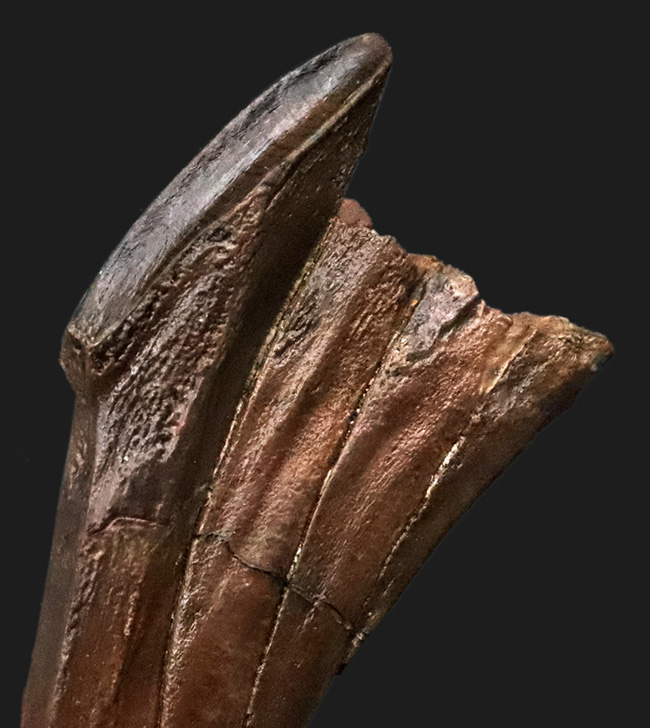 「えっこれ何？」と一瞬、脳内がバグる形状！これこそスーパーレア、エドモントサウルス（Edmontosaurus）の歯根部分が残ったデンタルバッテリー付き歯化石（その5）