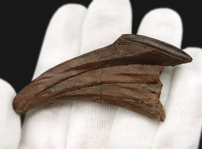 「えっこれ何？」と一瞬、脳内がバグる形状！これこそスーパーレア、エドモントサウルス（Edmontosaurus）の歯根部分が残ったデンタルバッテリー付き歯化石（その6）