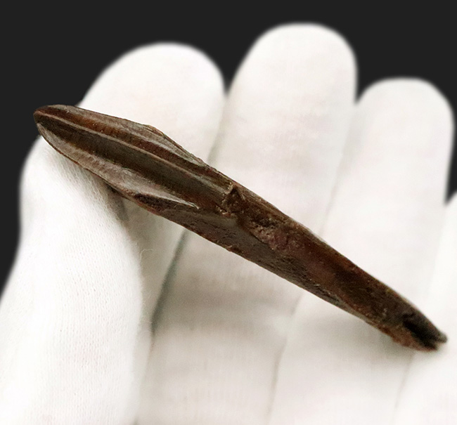 「えっこれ何？」と一瞬、脳内がバグる形状！これこそスーパーレア、エドモントサウルス（Edmontosaurus）の歯根部分が残ったデンタルバッテリー付き歯化石（その7）