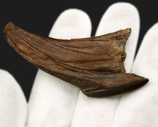 「えっこれ何？」と一瞬、脳内がバグる形状！これこそスーパーレア、エドモントサウルス（Edmontosaurus）の歯根部分が残ったデンタルバッテリー付き歯化石（その8）