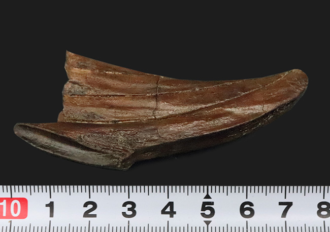 「えっこれ何？」と一瞬、脳内がバグる形状！これこそスーパーレア、エドモントサウルス（Edmontosaurus）の歯根部分が残ったデンタルバッテリー付き歯化石（その9）