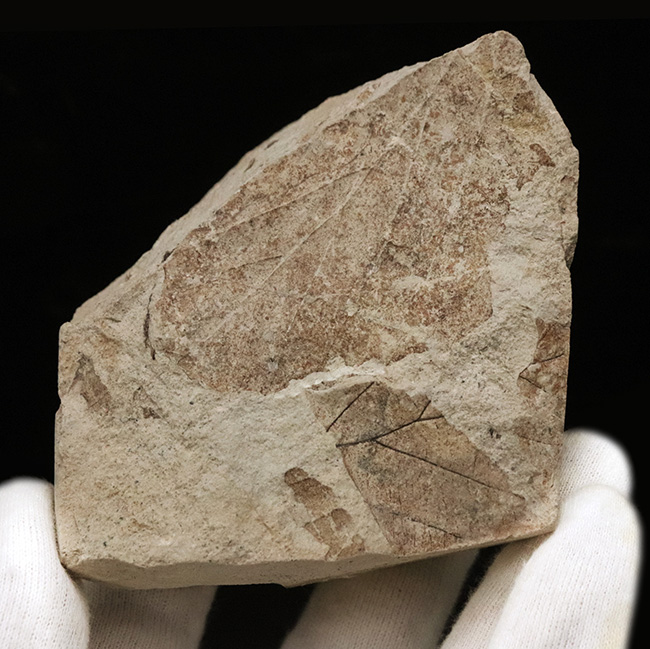 かつて約3,500万年前、亜熱帯気候だった神戸周辺で採集された、ブナと見られる葉の化石(その1)