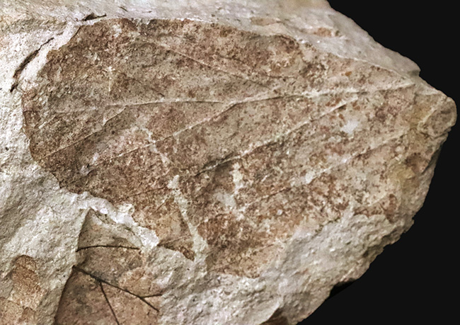 かつて約3,500万年前、亜熱帯気候だった神戸周辺で採集された、ブナと見られる葉の化石(その2)