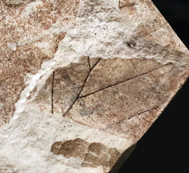 かつて約3,500万年前、亜熱帯気候だった神戸周辺で採集された、ブナと見られる葉の化石(その3)