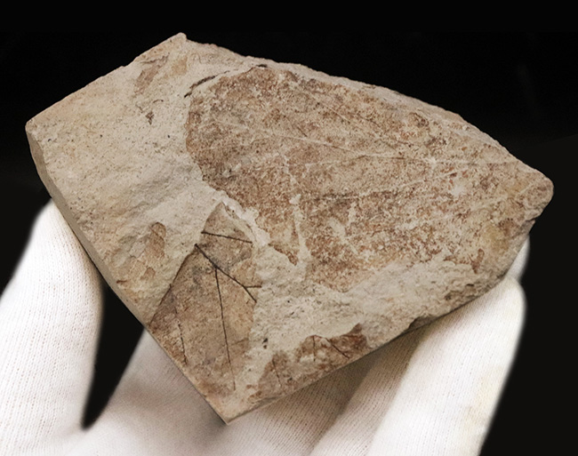 かつて約3,500万年前、亜熱帯気候だった神戸周辺で採集された、ブナと見られる葉の化石(その4)