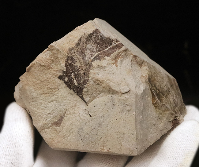 かつて約3,500万年前、亜熱帯気候だった神戸周辺で採集された、ブナと見られる葉の化石(その5)