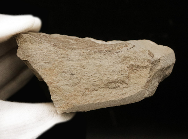 かつて約3,500万年前、亜熱帯気候だった神戸周辺で採集された、ブナと見られる葉の化石(その6)