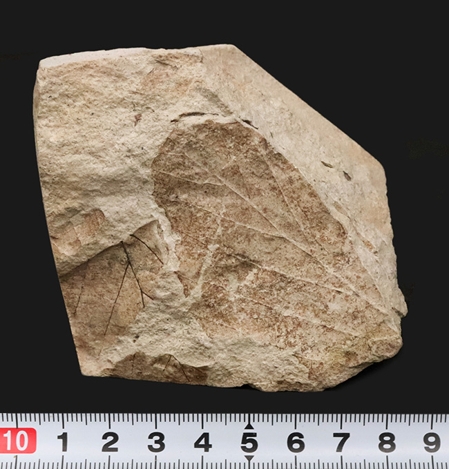 かつて約3,500万年前、亜熱帯気候だった神戸周辺で採集された、ブナと見られる葉の化石(その7)