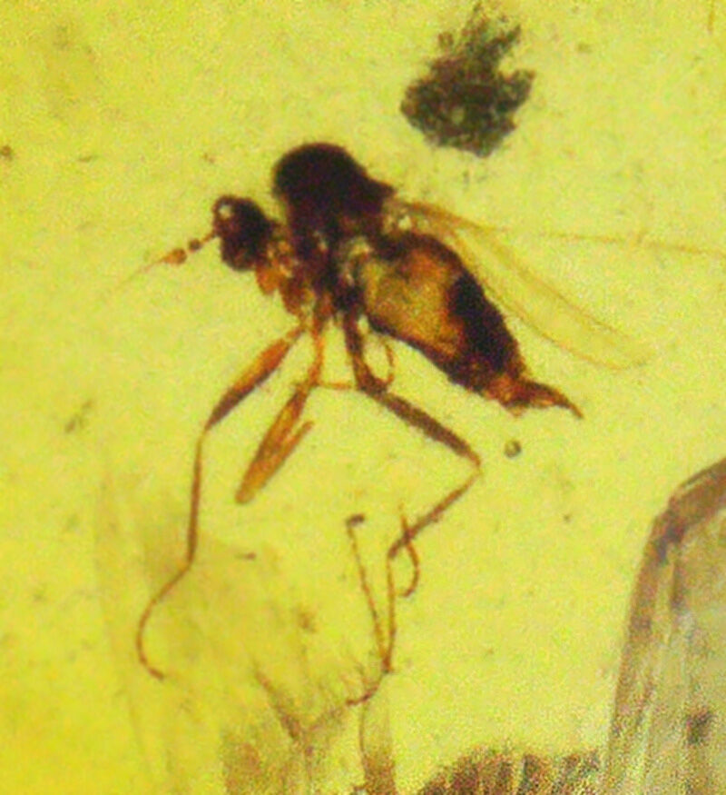 脚の先までくっきり！1億年前の姿をそのまま残す高透明琥珀、バーマイト（Burmite）（その4）