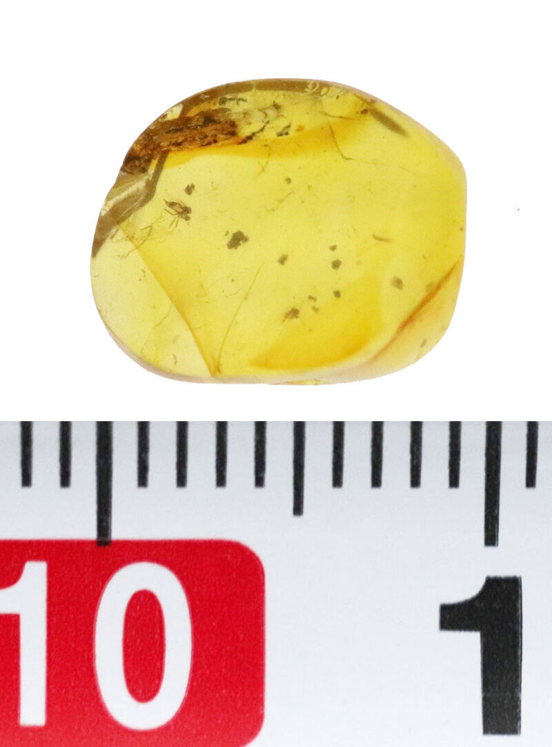 脚の先までくっきり！1億年前の姿をそのまま残す高透明琥珀、バーマイト（Burmite）（その7）
