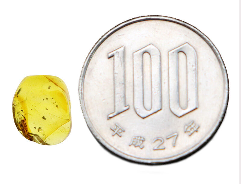 脚の先までくっきり！1億年前の姿をそのまま残す高透明琥珀、バーマイト（Burmite）（その8）