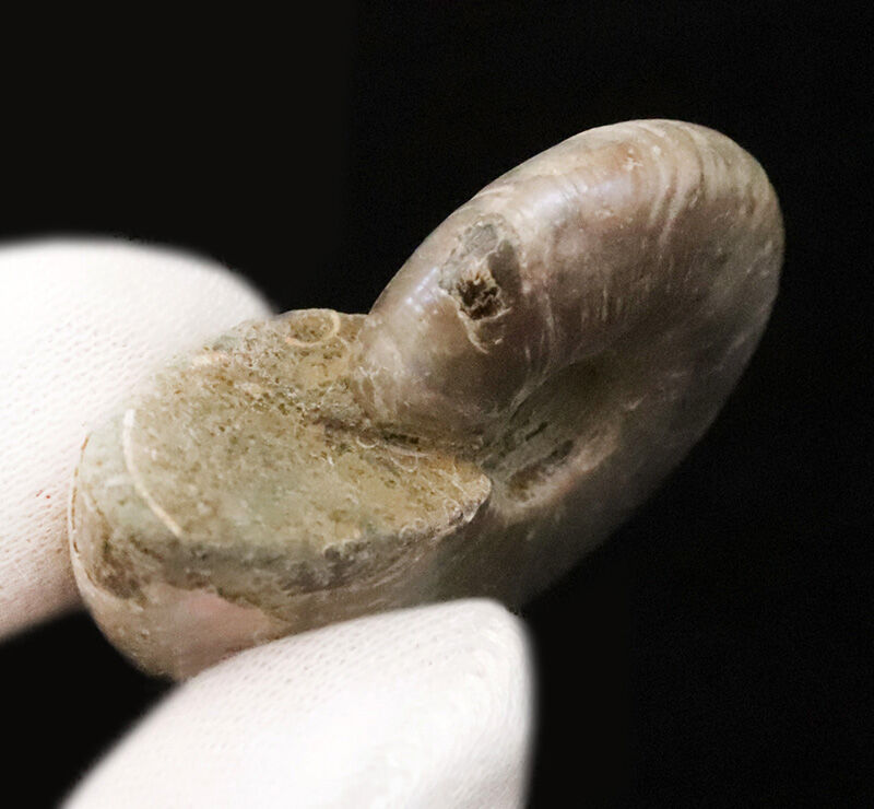 両面に美しい虹色のグラデーションが浮かび上がる、マダガスカル産の上質アンモナイト「クレオニセラス（Cleoniceras）」（その6）