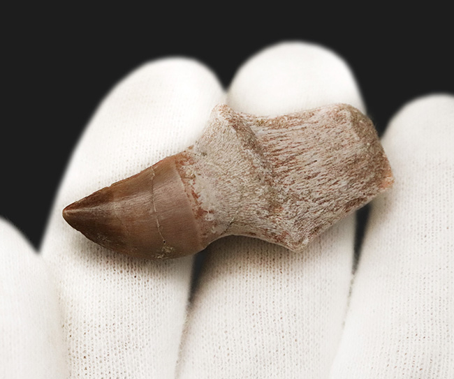 ちょっと珍しい、歯根まで残されたモササウルス（Mosasaurus）の