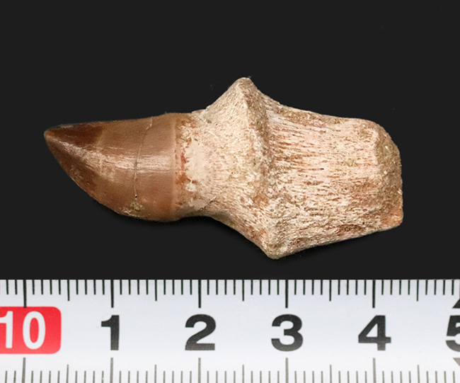 ちょっと珍しい、歯根まで残されたモササウルス(Mosasaurus)の歯化石。総じて保存状態は良好!(その6)