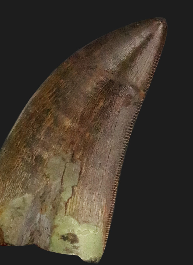 比類なき保存状態！ジェム級標本……ティラノサウルス科の希少属、ゴルゴサウルス（Gorgosaurus）の歯化石（その1）