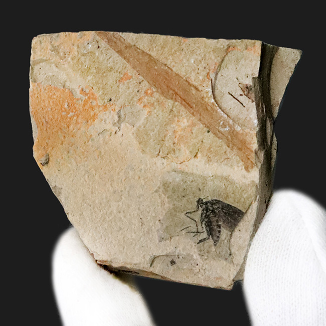 白亜紀、ブラジル・クラト層から採集された、翅脈まで残った昆虫化石（その1）