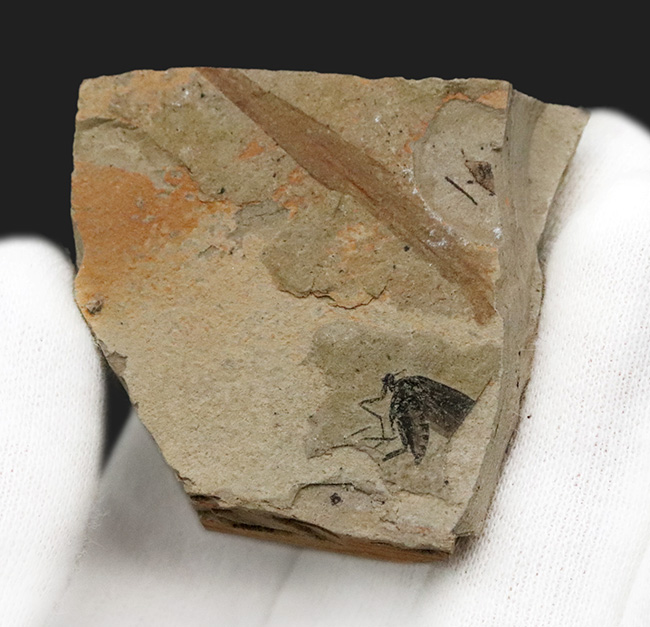 白亜紀、ブラジル・クラト層から採集された、翅脈まで残った昆虫化石（その3）