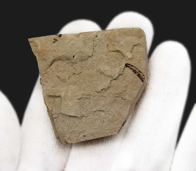 白亜紀、ブラジル・クラト層から採集された、翅脈まで残った昆虫化石（その5）