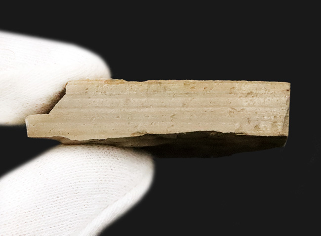 白亜紀、ブラジル・クラト層から採集された、翅脈まで残った昆虫化石（その6）