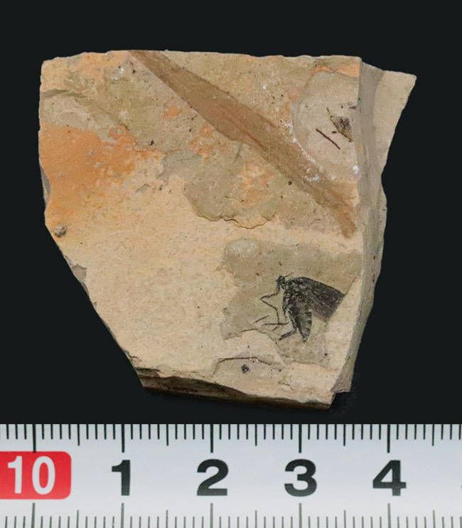 白亜紀、ブラジル・クラト層から採集された、翅脈まで残った昆虫化石（その7）