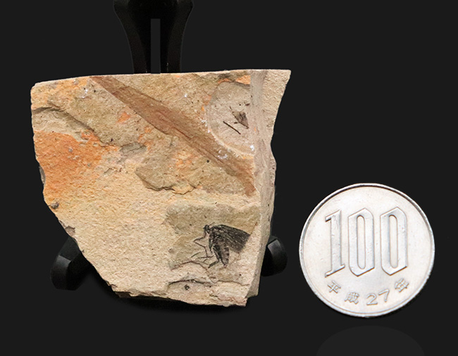 白亜紀、ブラジル・クラト層から採集された、翅脈まで残った昆虫化石（その8）