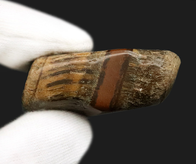 虎の目として知られる美しく不思議な鉱物、タイガーアイ（Tiger's eye）（その7）