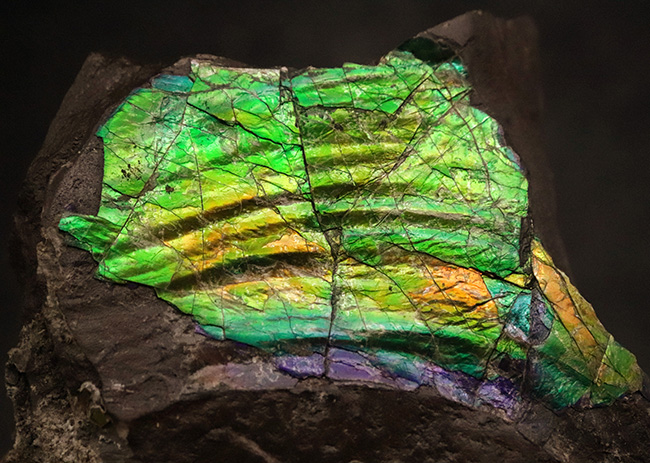 宝石にも認定された圧倒的な輝き！鮮烈なグリーンがきらめく、ハイクオリティ アンモライト（Ammolite）縁部ブロック（その1）