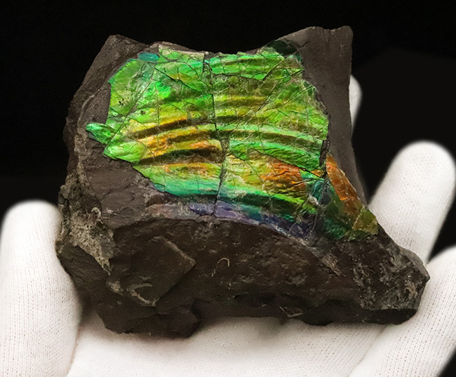 宝石にも認定された圧倒的な輝き！鮮烈なグリーンがきらめく、ハイクオリティ アンモライト（Ammolite）縁部ブロック（その2）